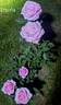 Éterna ® rose photo