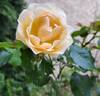 Jardin des Tuileries ® rose photo