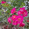 Rigo Neon rose photo