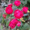 Fête des Mères rose photo
