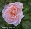 Dorothy House rose photo