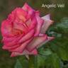Angelic Veil rose photo