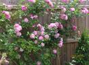 Lilac Bouquet rose photo