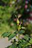 <i>Rosa gymnocarpa</i> Nutt. rose photo
