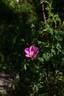 <i>Rosa gymnocarpa</i> Nutt. rose photo