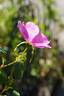 <i>Rosa gymnocarpa</i> Nutt. rose photo