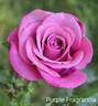 Purple Fragrancia ™ rose photo