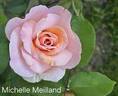 Michèle Meilland rose photo