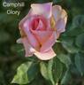 Camphill Glory rose photo
