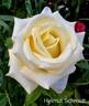 Helmut Schmidt rose photo