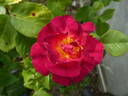 Ile de Fleurs ® rose photo
