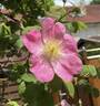 Lady Curzon rose photo