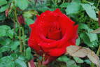 Opening Night ™ rose photo