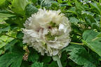 Dou Lu 斗陆 peony photo