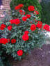 Opening Night ™ rose photo