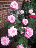 First Prize rose photo
