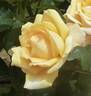 Princess Fukuyama rose photo