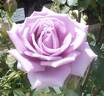 Fujimusume rose photo