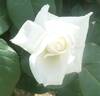 Masayuki rose photo