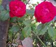You and Me rose photo