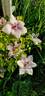 Pink Fantasy clematis photo