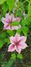 Pink Fantasy clematis photo