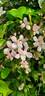 montana rubens clematis photo
