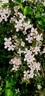 montana rubens clematis photo