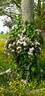 montana rubens clematis photo