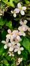 montana rubens clematis photo