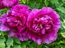 Da Zong Zi 大粽子 peony photo