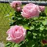 Arrillaga rose photo