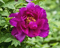 Da Zong Zi 大粽子 peony photo
