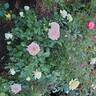 True Sincerity rose photo