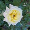 True Sincerity rose photo