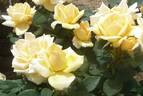 Princess Fukuyama rose photo