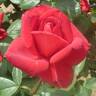 Netsujo rose photo