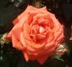 Roklea ® rose photo