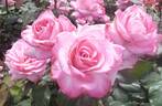 Tekona rose photo