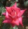 Kurama rose photo