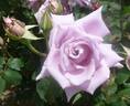 Murasaki-no rose photo
