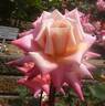 Sagano rose photo