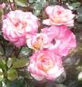 Music rose photo