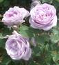 Shinoburedo rose photo