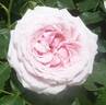 Haruno rose photo
