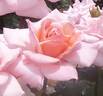 Rose Fukuyama rose photo