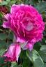 Sheherazade rose photo