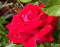 Bold Ruler rose photo