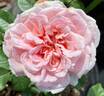 Rosemantic Pink rose photo
