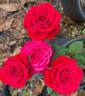 Piano rose photo